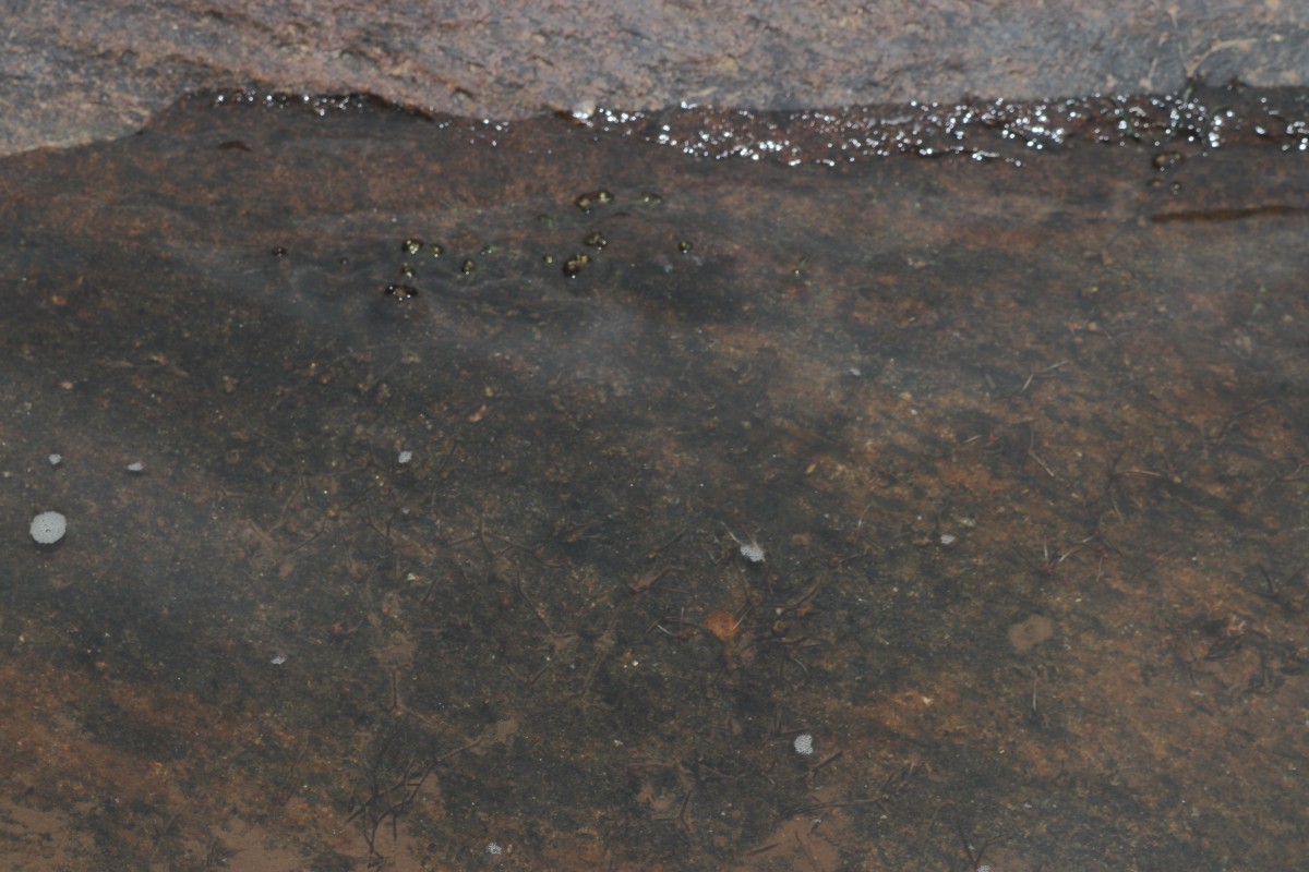 Zeylanidium subulatum (Gardner) C.Cusset
